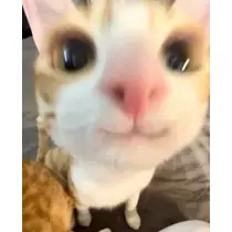 りの