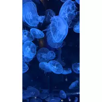 七星 ゆめ