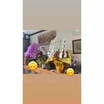 美月