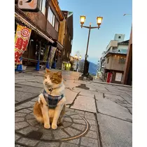 涼宮 かごめ