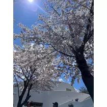 芹沢 莉瀬