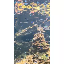 みゆ