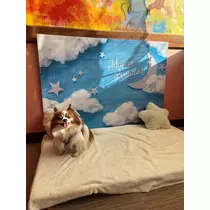 あいら