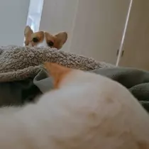 足立 はな