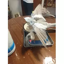 ちよママ