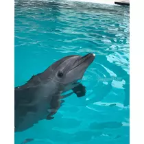ありす