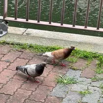 せら