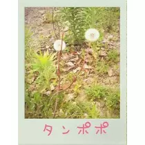 せな