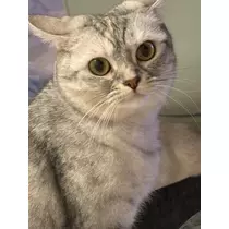 佐倉 里緒