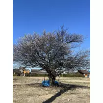 すみれ