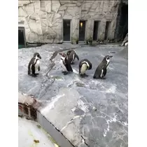 宝條 夏恋