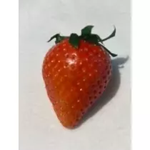 桐島 りゅう