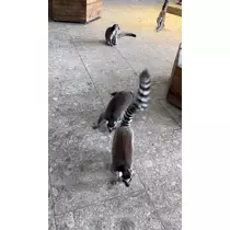 ののか