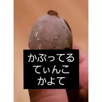 紫音