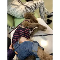 如月 凛