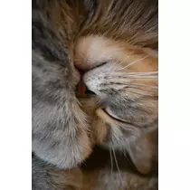 あび