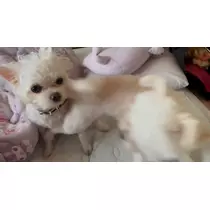 あやか