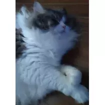 レナ