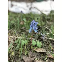NATSUMI