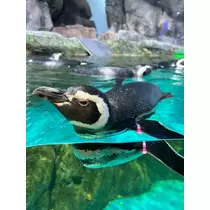 あや
