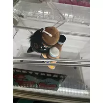 七星 夏純