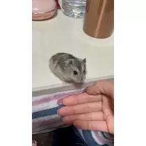 あんな