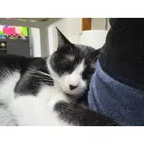 サキ