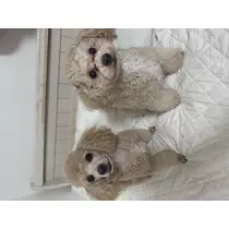 にこる