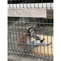 さら
