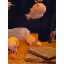 椿 れいら