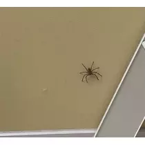 ちなつ