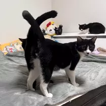 サキ