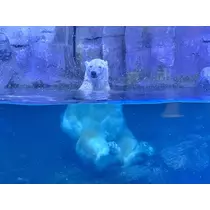 かりん