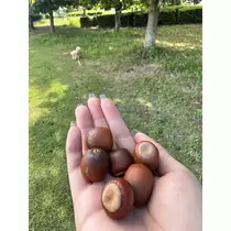 いる