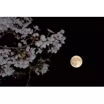 美穂