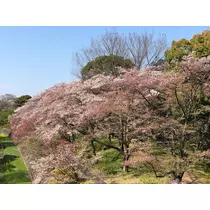 あいか