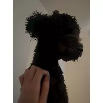 天乃 りさ