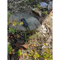 ふゆか