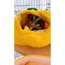 ヤシの木 ここな