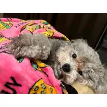 うづき ふうか