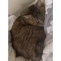 えれな