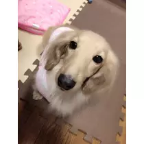 あや