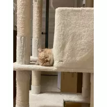 あおい
