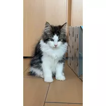 ルイ