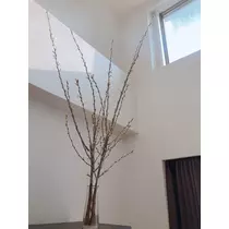 さくら