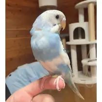 らん