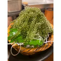 一条 みさき
