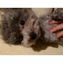 うづき ふうか