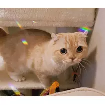 あおい