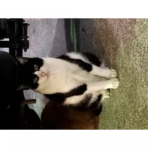 かえで